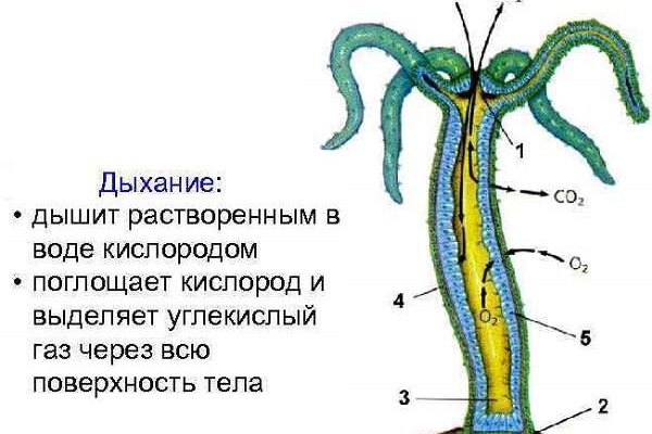 Кракен марке