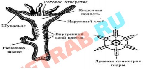 Кракен почему пользователь не найден